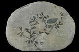 Fossil Horsetail (Sphenophylum) Plate - Pennsylvania #136519-1